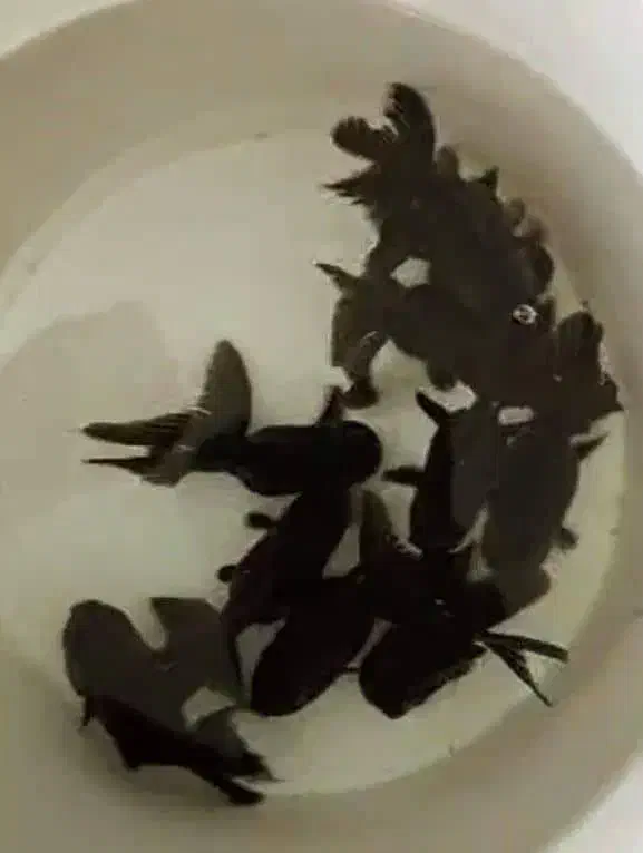 فروش انواع ماهیان زینتی|ماهی|بیلوار, |دیوار