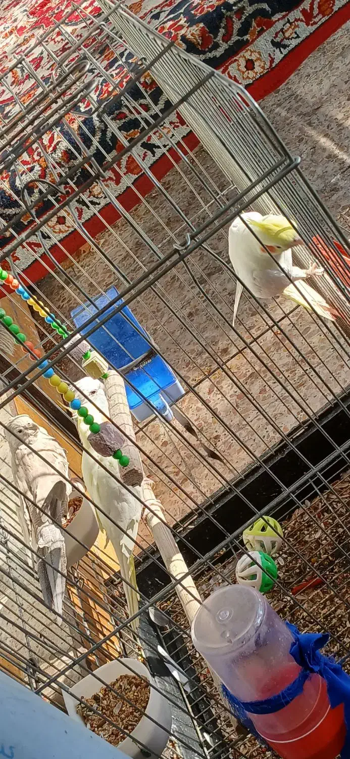 طوطی عروس سخنگو|پرنده|شوشتر, |دیوار