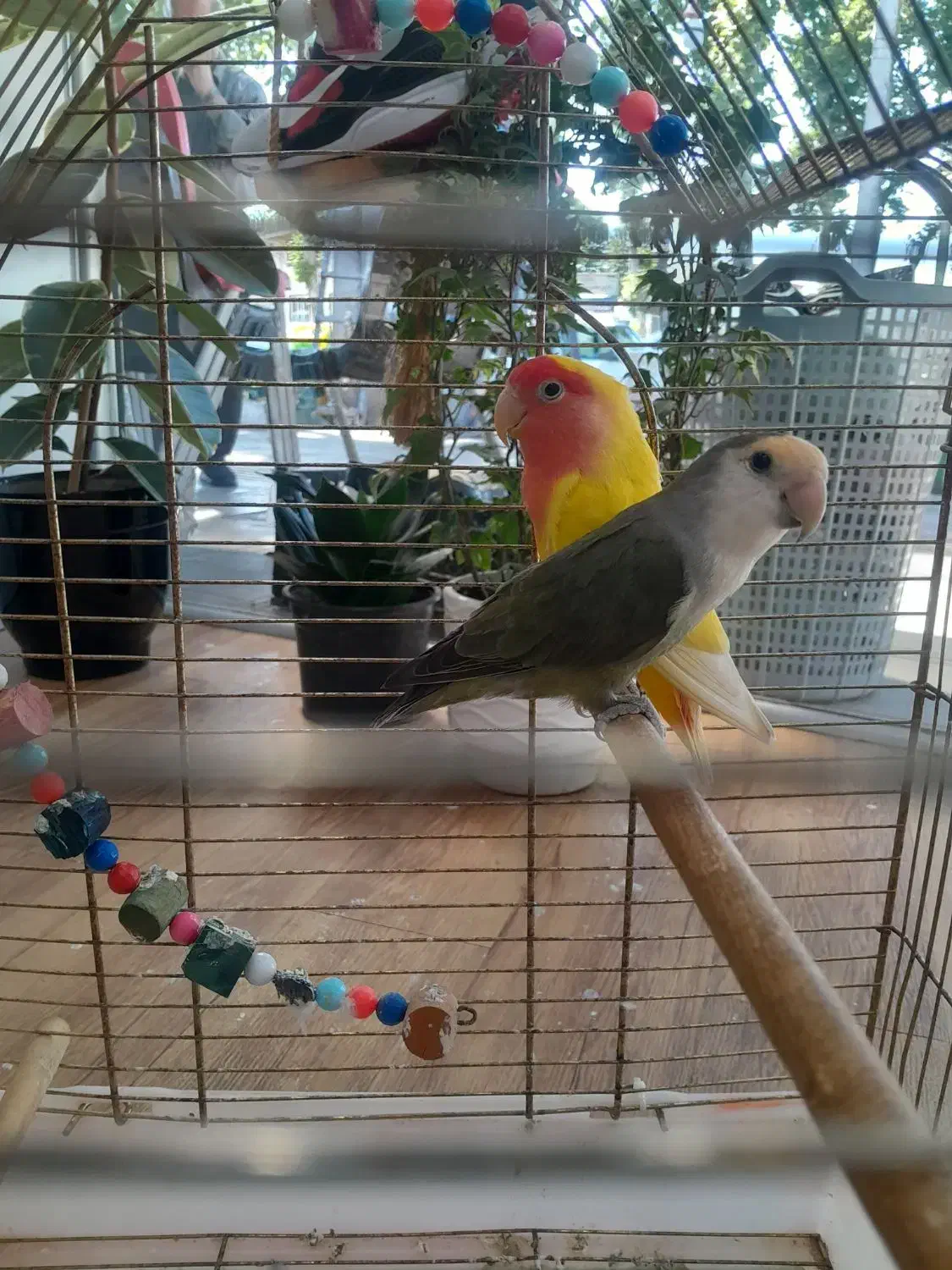 وقت نداشتن رسیدگی به پرنده|پرنده|لاهیجان, شهرک سلمان فارسی|دیوار