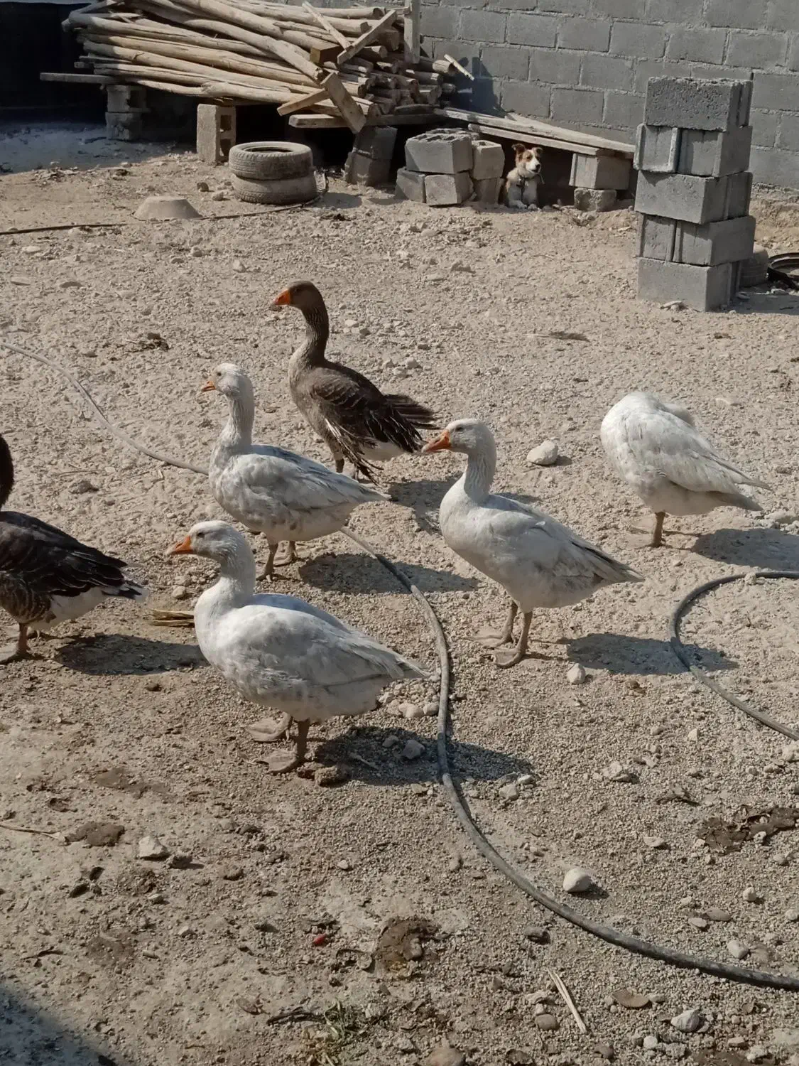 دو عدد غاز قهوهای فروشی|حیوانات مزرعه|مهر, |دیوار