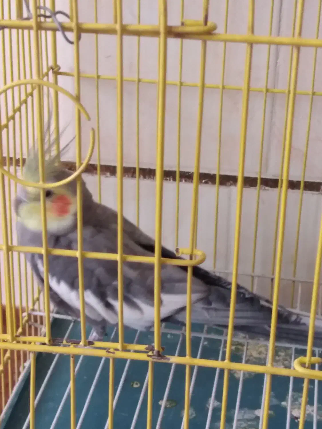 عروس هلندی|پرنده|فارسان, |دیوار