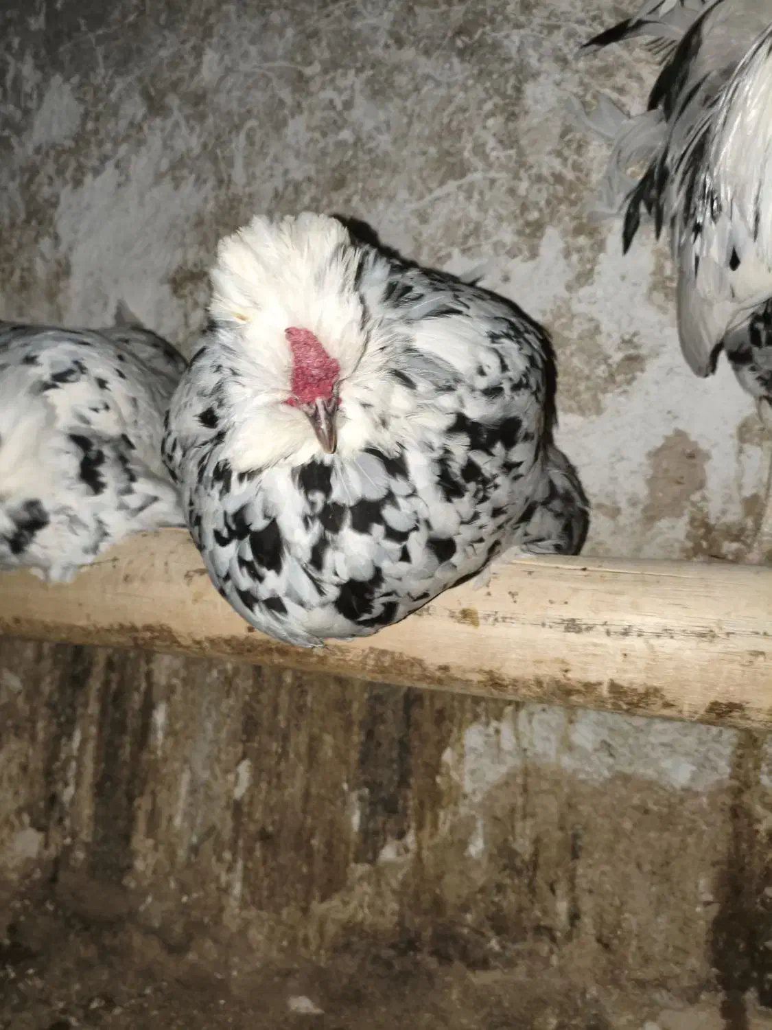 مرغ و خروس گلین و لری|حیوانات مزرعه|جونقان, |دیوار