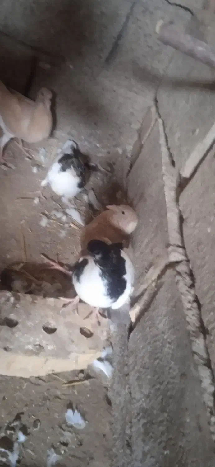 کبوتر|پرنده|میان جلگه, |دیوار