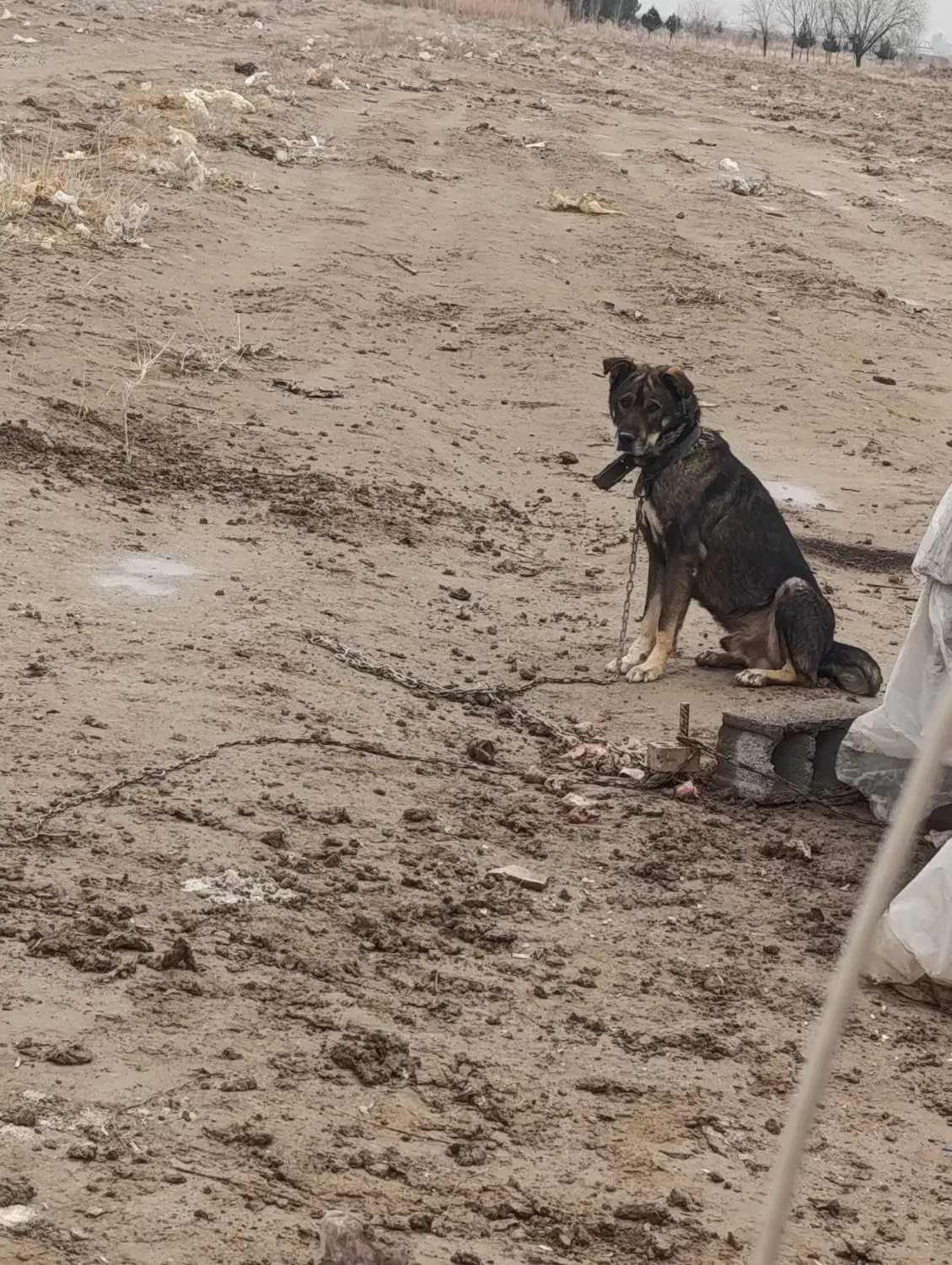 سگ نگهبان|سگ|رباط‌کریم, رباط‌کریم|دیوار