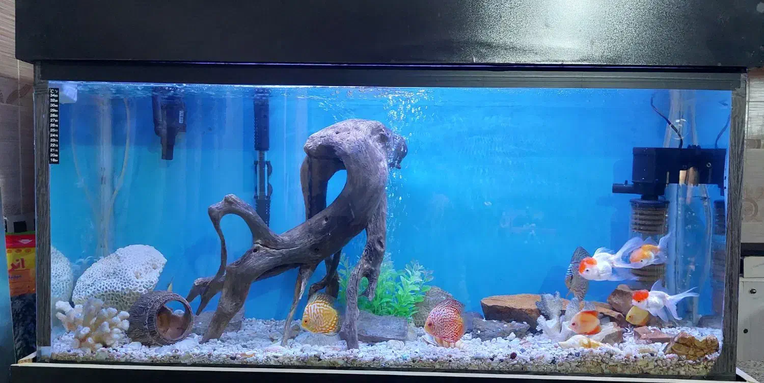 آکواریوم بزرگ با تمام وسایل ،بدون ماهی|ماهی|فامنین, |دیوار