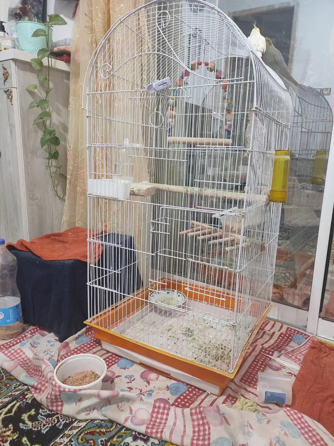 طوطی عروس نر و ماده همراه با قفس|پرنده|رشت, جماران|دیوار