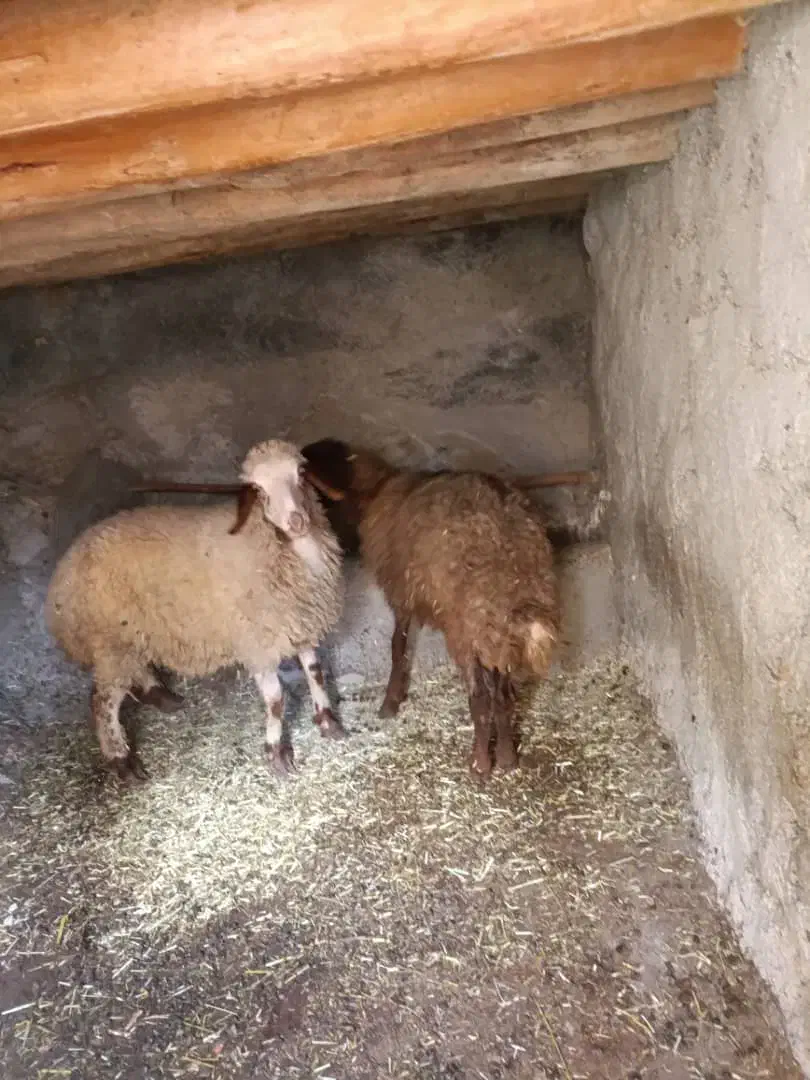 2عدد بره ماده سالم سرحال جفتی 20 ملیون|حیوانات مزرعه|مریوان, |دیوار