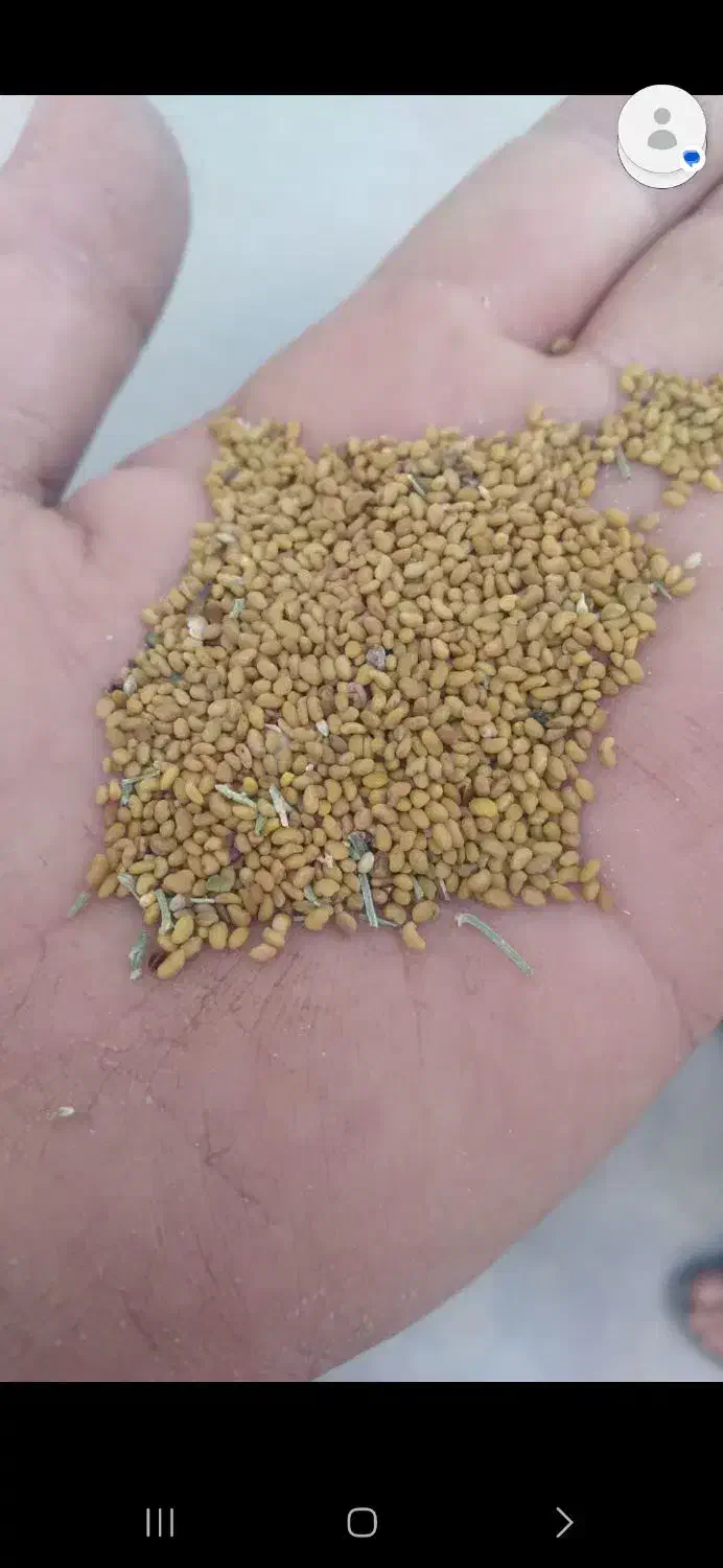 بذر یونجه|عمده‌فروشی|قم, لسانی|دیوار