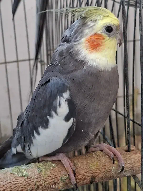 عروس هلندی|پرنده|یزد, |دیوار