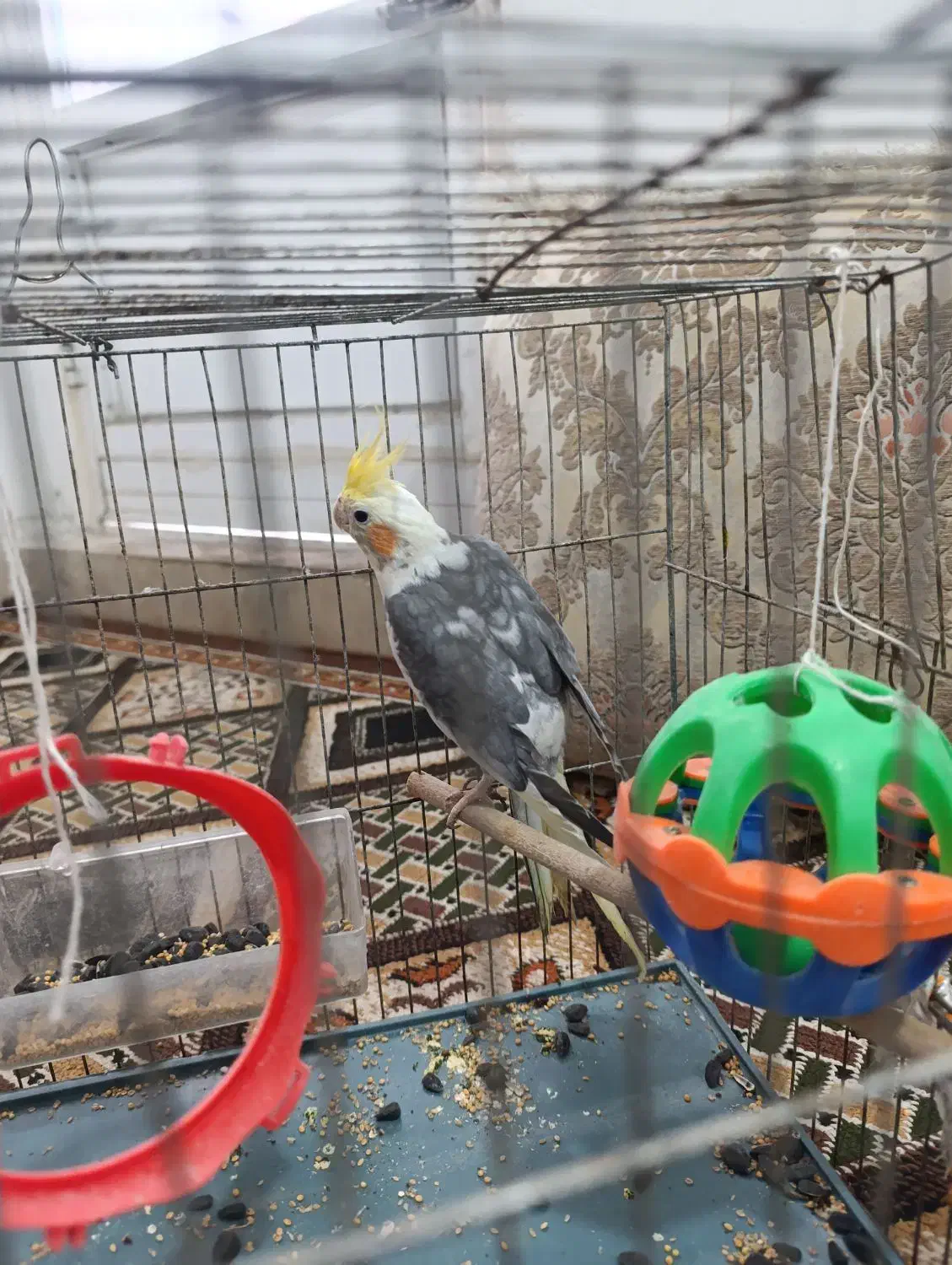 یک عدد عروس هلندی نر|پرنده|برازجان, |دیوار