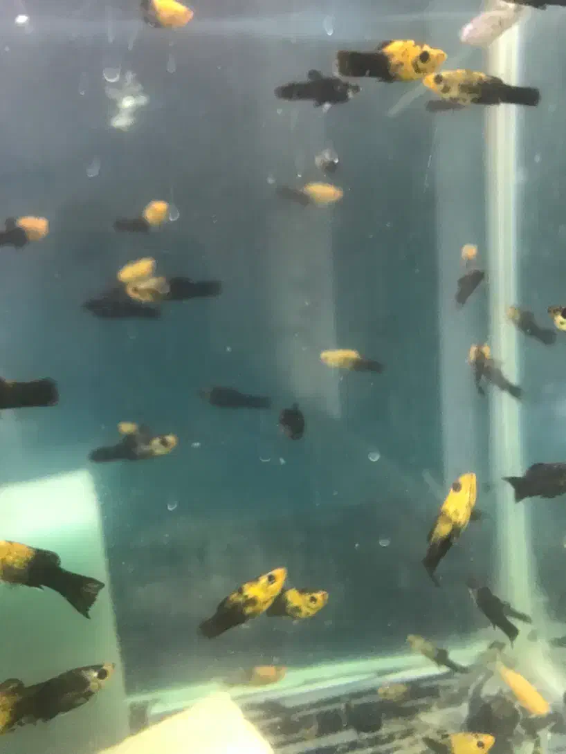 مولی پاندا مولد|ماهی|مشهد, ادیب نیشابوری (شهرک غرب)|دیوار