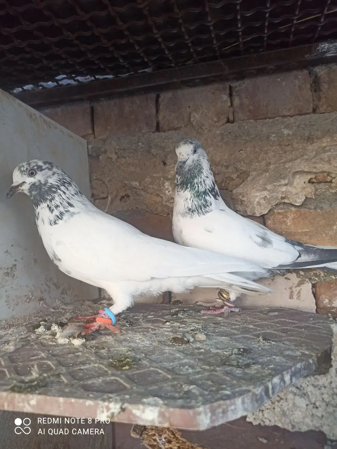 یه جفت نروماده خال سبز|پرنده|ایرانشهر, |دیوار