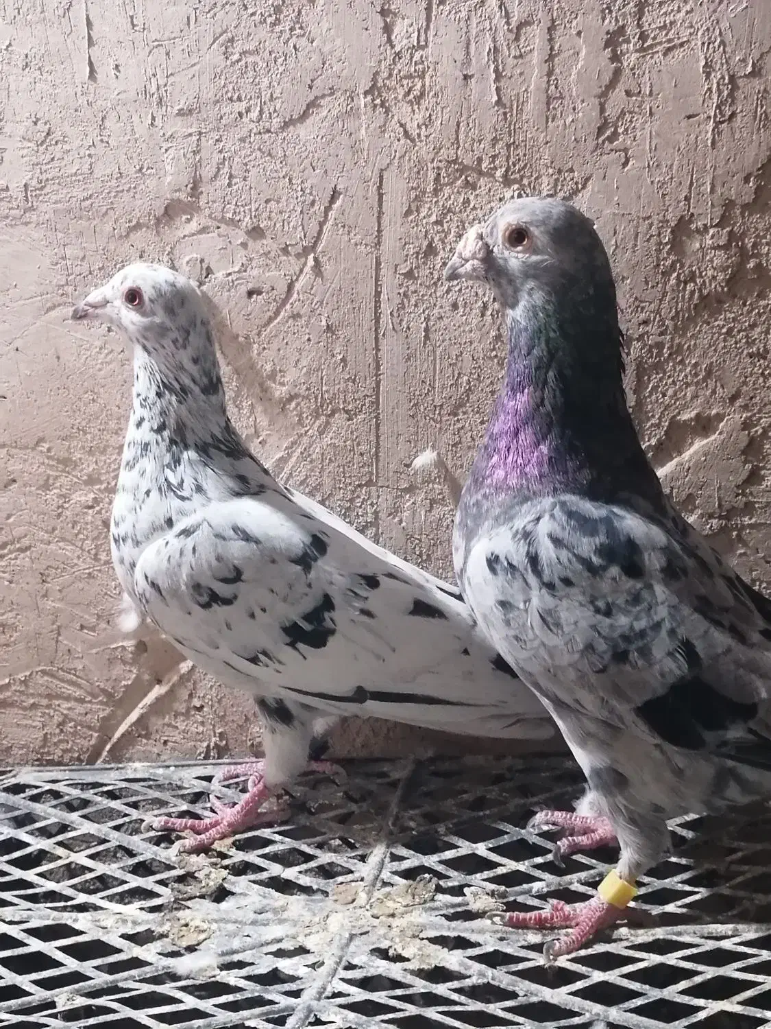 کفتر فروشی|پرنده|یزد, |دیوار