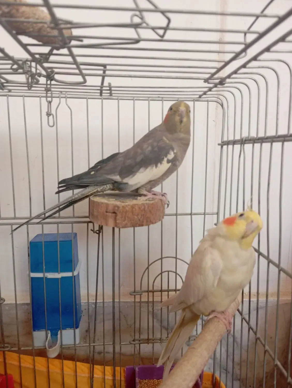 عروس هلندی نر و ماده|پرنده|رباطکریم, نصیرشهر|دیوار