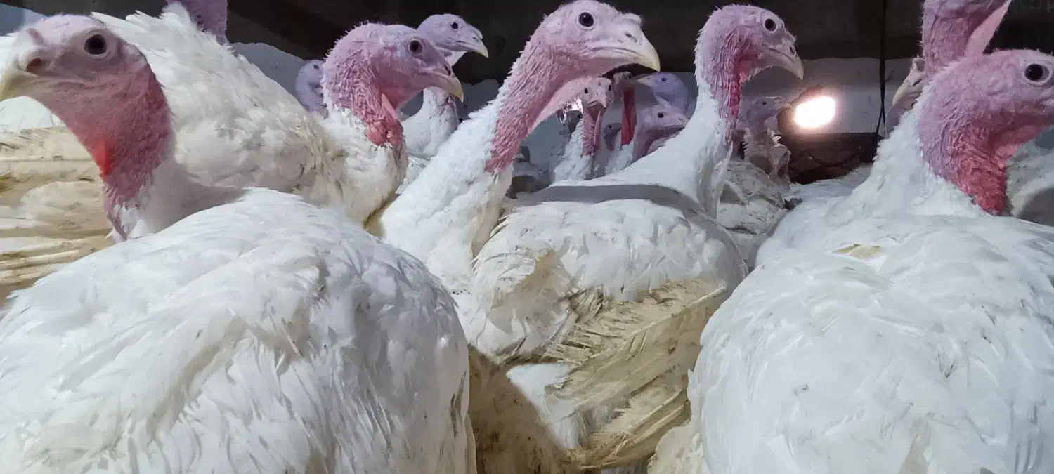 بوقلمون گوشتی کاملا ارگانیک|حیوانات مزرعه|احمدسرگوراب, |دیوار