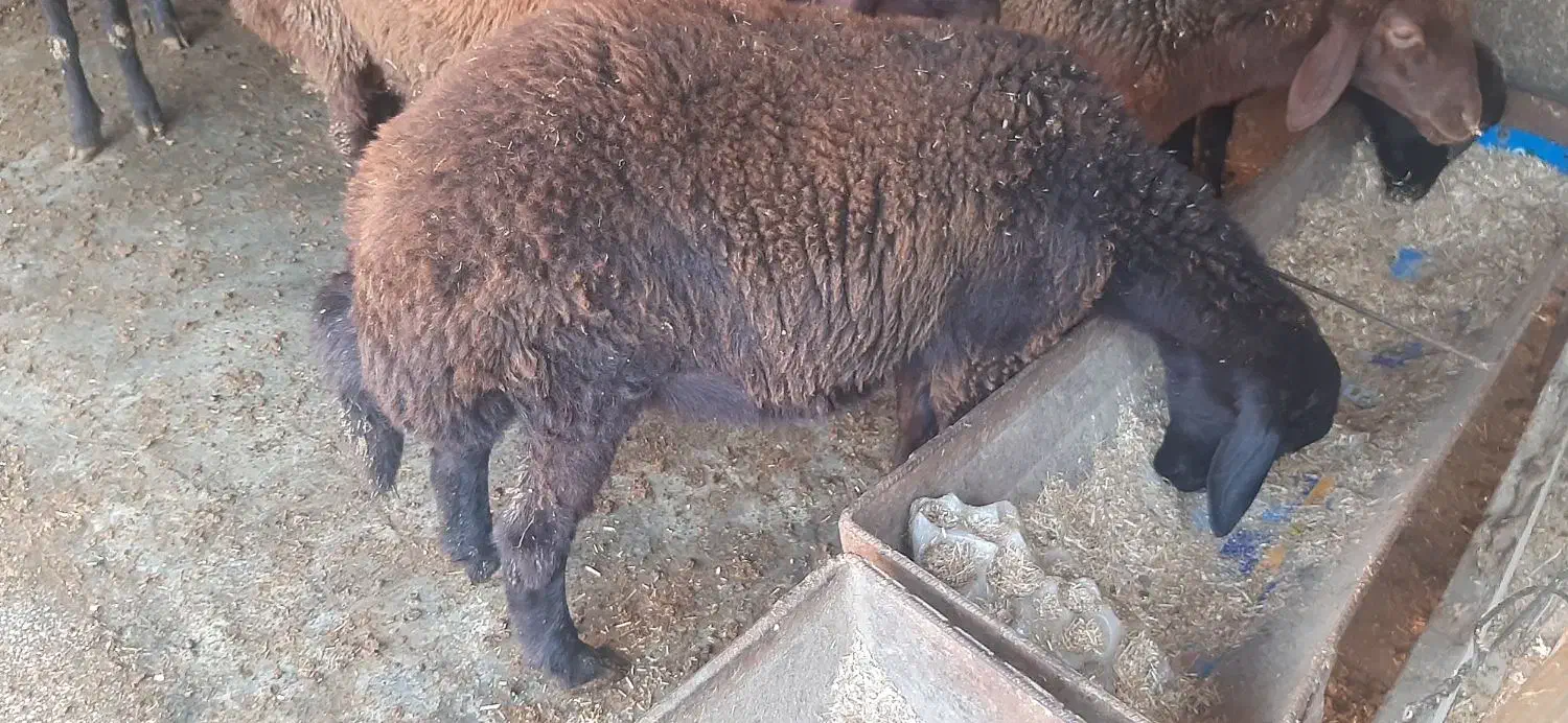 بره نر و ماده گوسفندپرواری|حیوانات مزرعه|علیآباد کتول, |دیوار