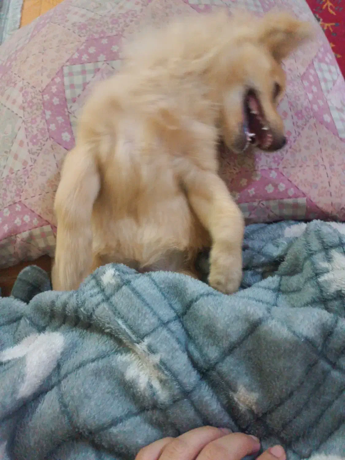 سگ گمشده|سگ|بندرعباس, |دیوار