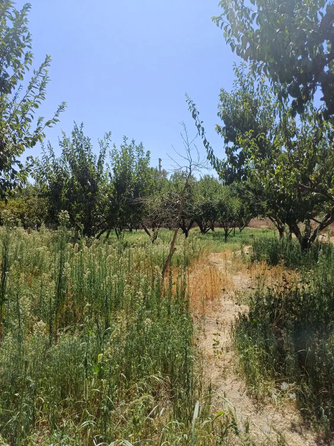 شهرک ویلایی حمیدیه ۲۰۰۰متر باغ سندتک برگ|فروش زمین و ملک کلنگی|هشتگرد, حمیدیه|دیوار