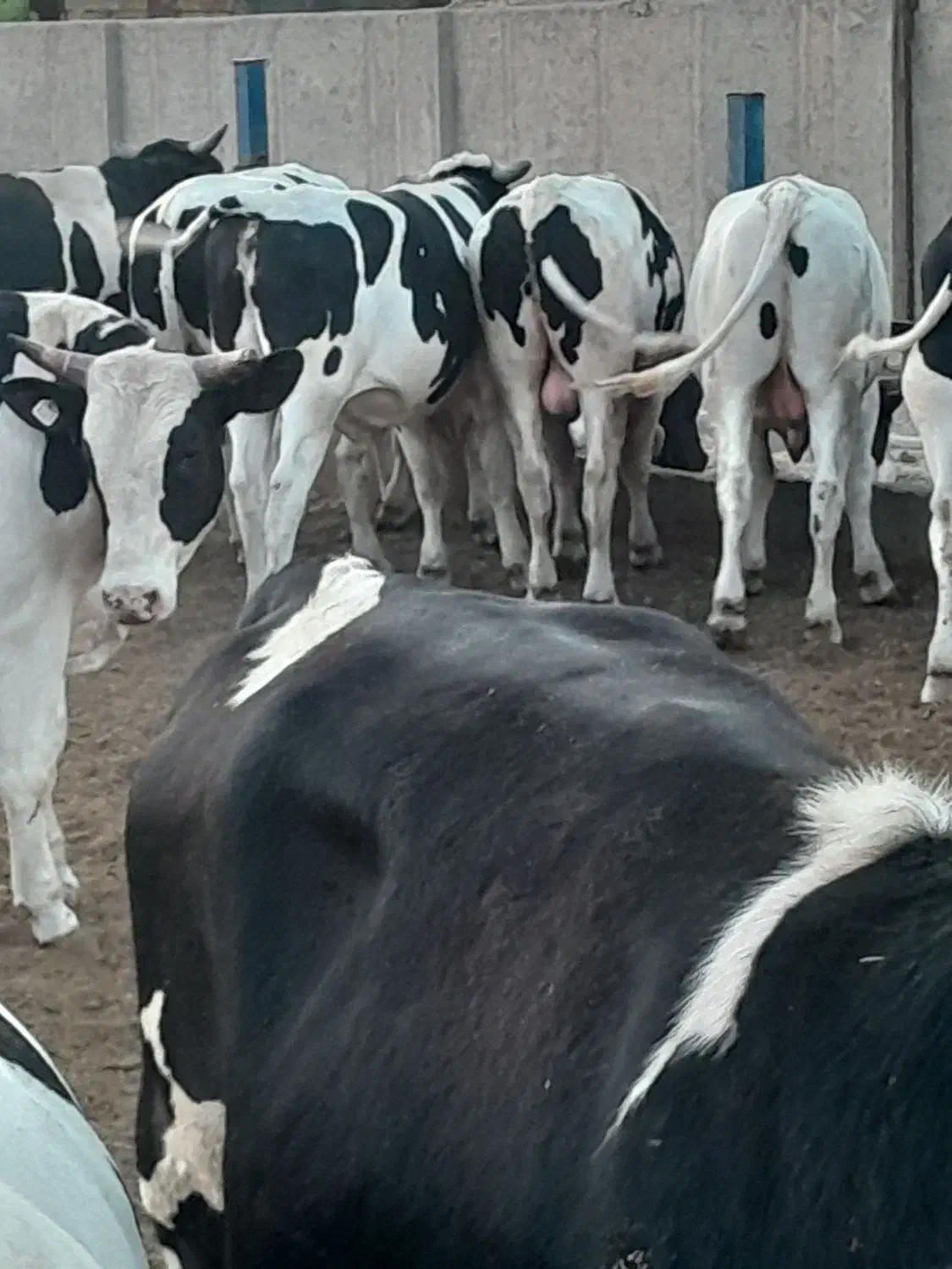 گوساله نر نژاد برتر|حیوانات مزرعه|بوئین زهرا, |دیوار