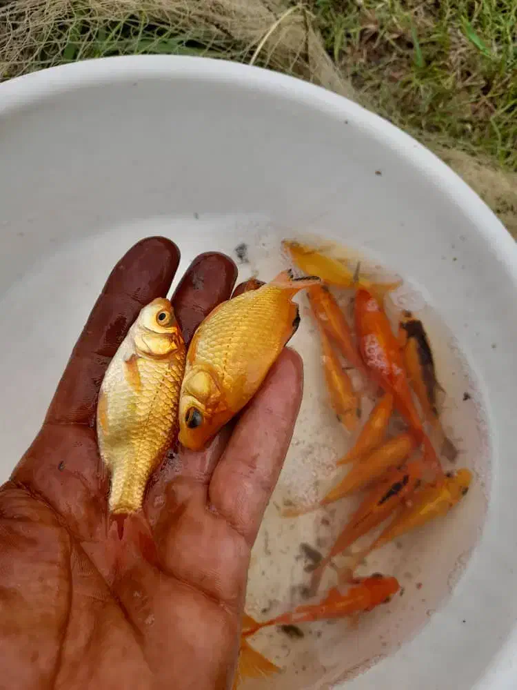 فروش انواع ماهی|ماهی|تهران, آزادشهر|دیوار