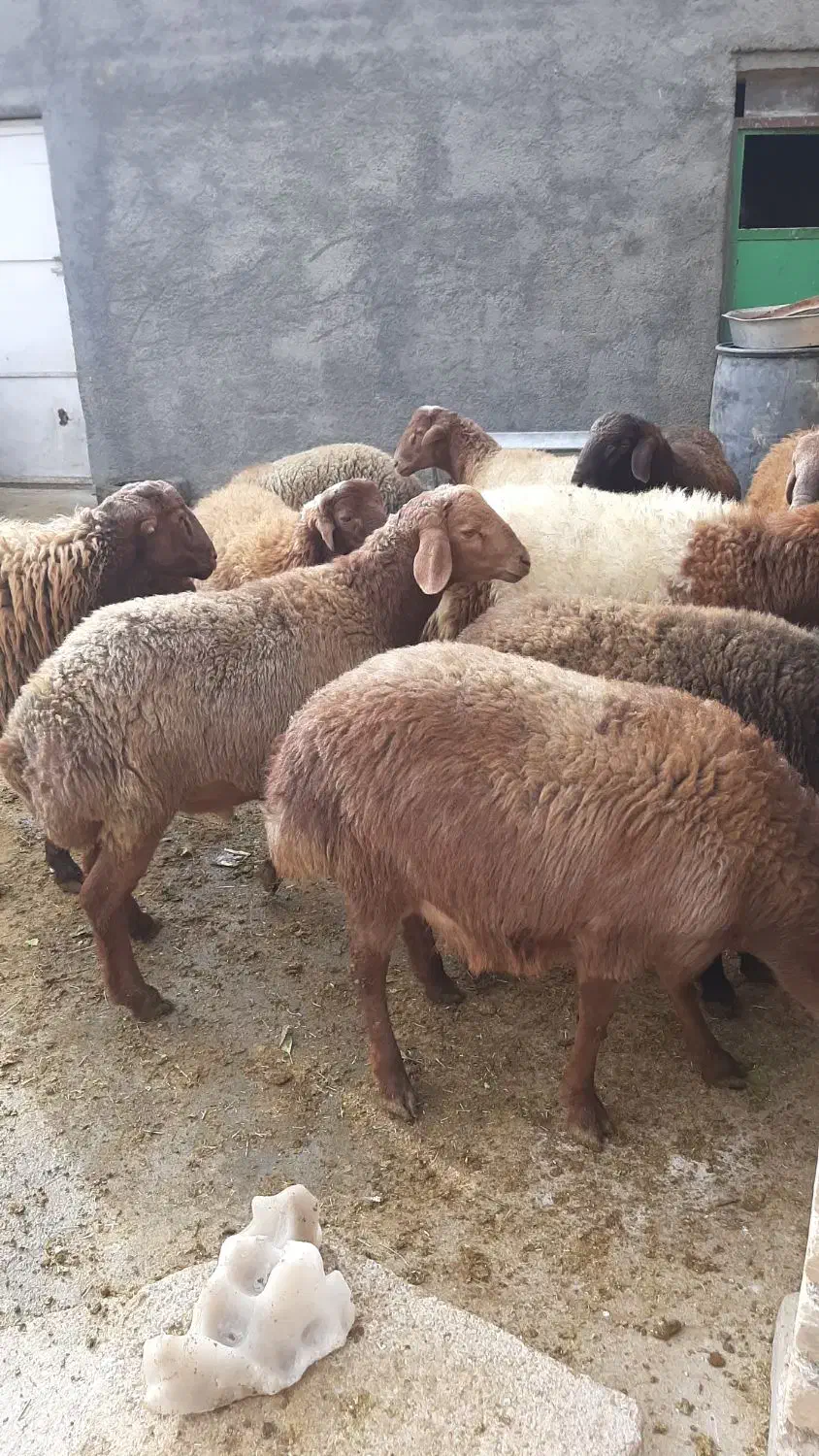 بره پرواری|حیوانات مزرعه|باوله, |دیوار