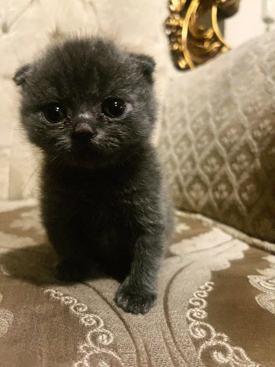 بچه گربه اسکاتلیش|گربه|اسلام‌شهر, شهرک مفیدی|دیوار