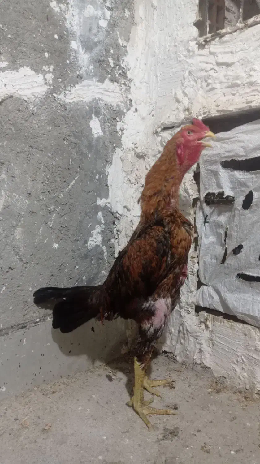 خورس لاری|حیوانات مزرعه|مشگین شهر, |دیوار