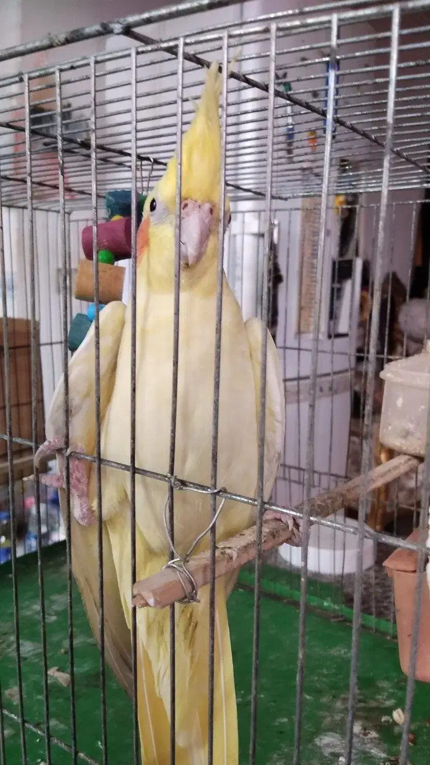 طوطی عروس|پرنده|رشت, هلال احمر|دیوار