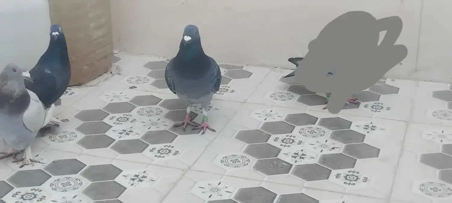 آبادان|پرنده|آبادان, |دیوار