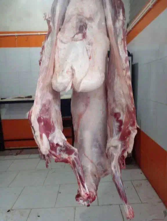 بره قلم آبی گوسفند زودپز|حیوانات مزرعه|قم, الغدیر|دیوار