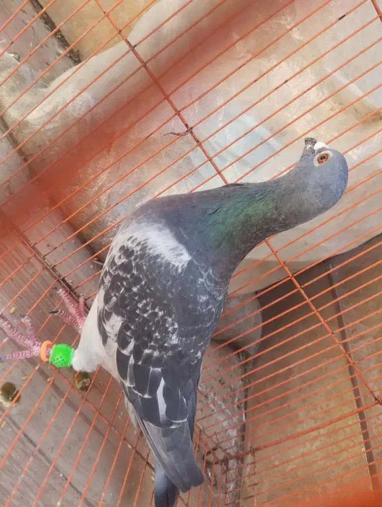 مگس نر|پرنده|زاهدان, |دیوار