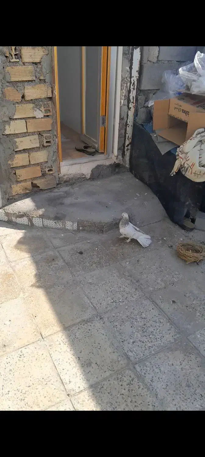 کبوتر گوم شده  جایزه داره|حیوانات|دوگنبدان, |دیوار