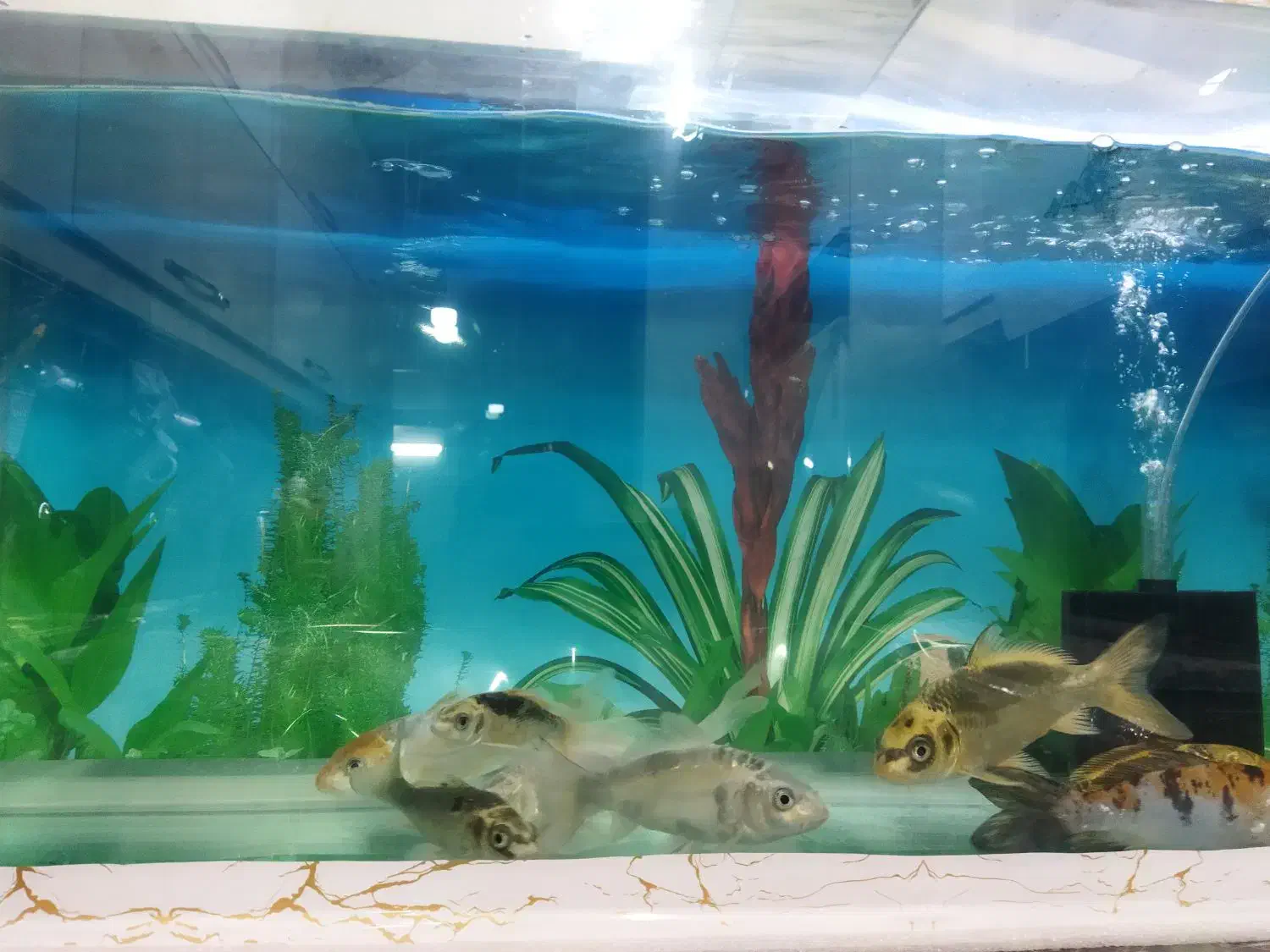 کوی فیش|ماهی|تبریز, |دیوار