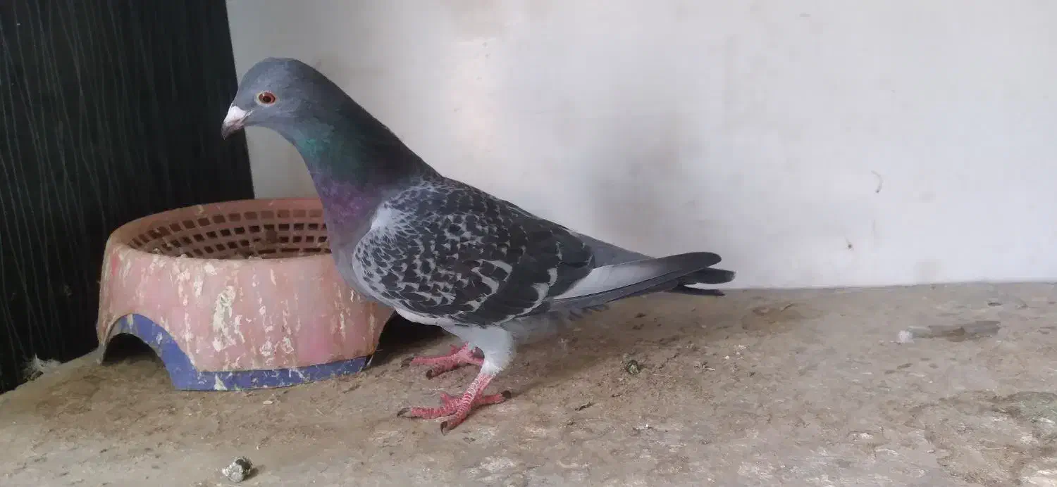 کبوتر|پرنده|باوی, |دیوار