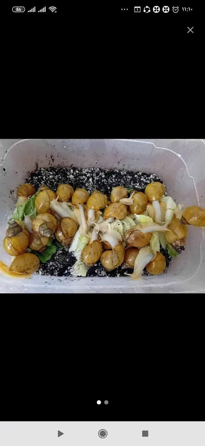 حلزون|خزنده|اراک, |دیوار