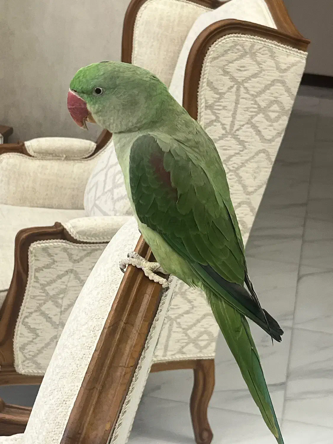 شاه طوطی ۶ ماهه نر (برگه تعیین جنسین)کاملا دستی|پرنده|کرج, کمال‌شهر|دیوار