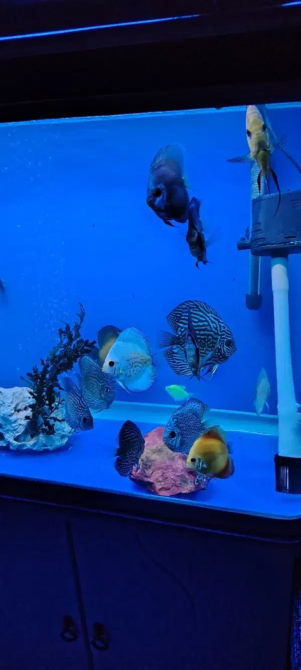 آکواریوم دلسا ۸۰ سانت و ماهی های دیسکس|ماهی|اصفهان, سپاهانشهر|دیوار