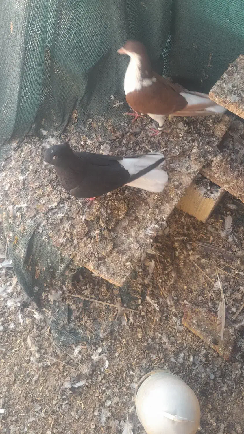 اشعل ماده|پرنده|کارون, |دیوار