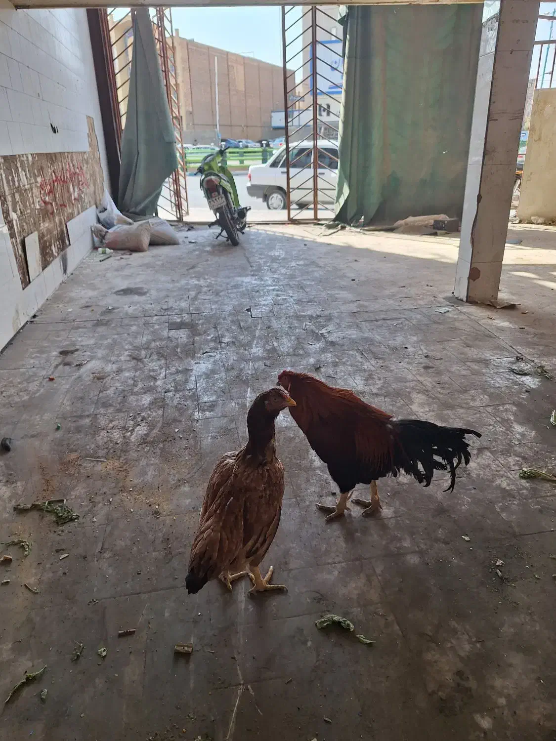 مرغ وخروس لاری|حیوانات مزرعه|یزد, |دیوار