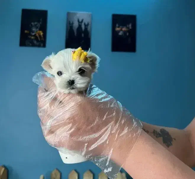 توله مالتیزکراس|سگ|شیراز, صنایع الکترونیک|دیوار