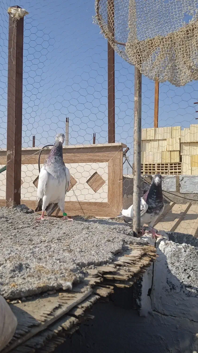 کفتر تیدی|پرنده|میناب, |دیوار