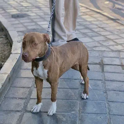 سگ پیت بول|سگ|قم, زینبیه|دیوار