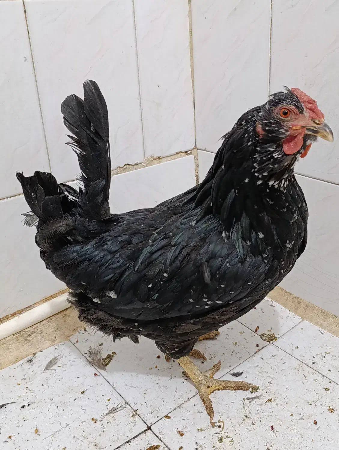 1عدد مرغ کوشین|حیوانات مزرعه|تهران, آهنگران (سراسیاب دولاب)|دیوار