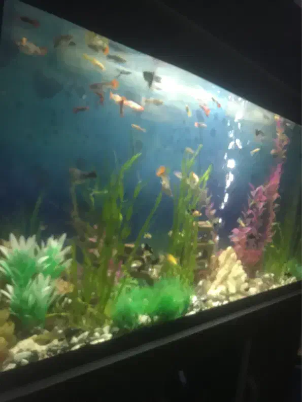 اکواریوم با پایه و کمد ام دی اف|ماهی|مشهد, ادیب نیشابوری (شهرک غرب)|دیوار