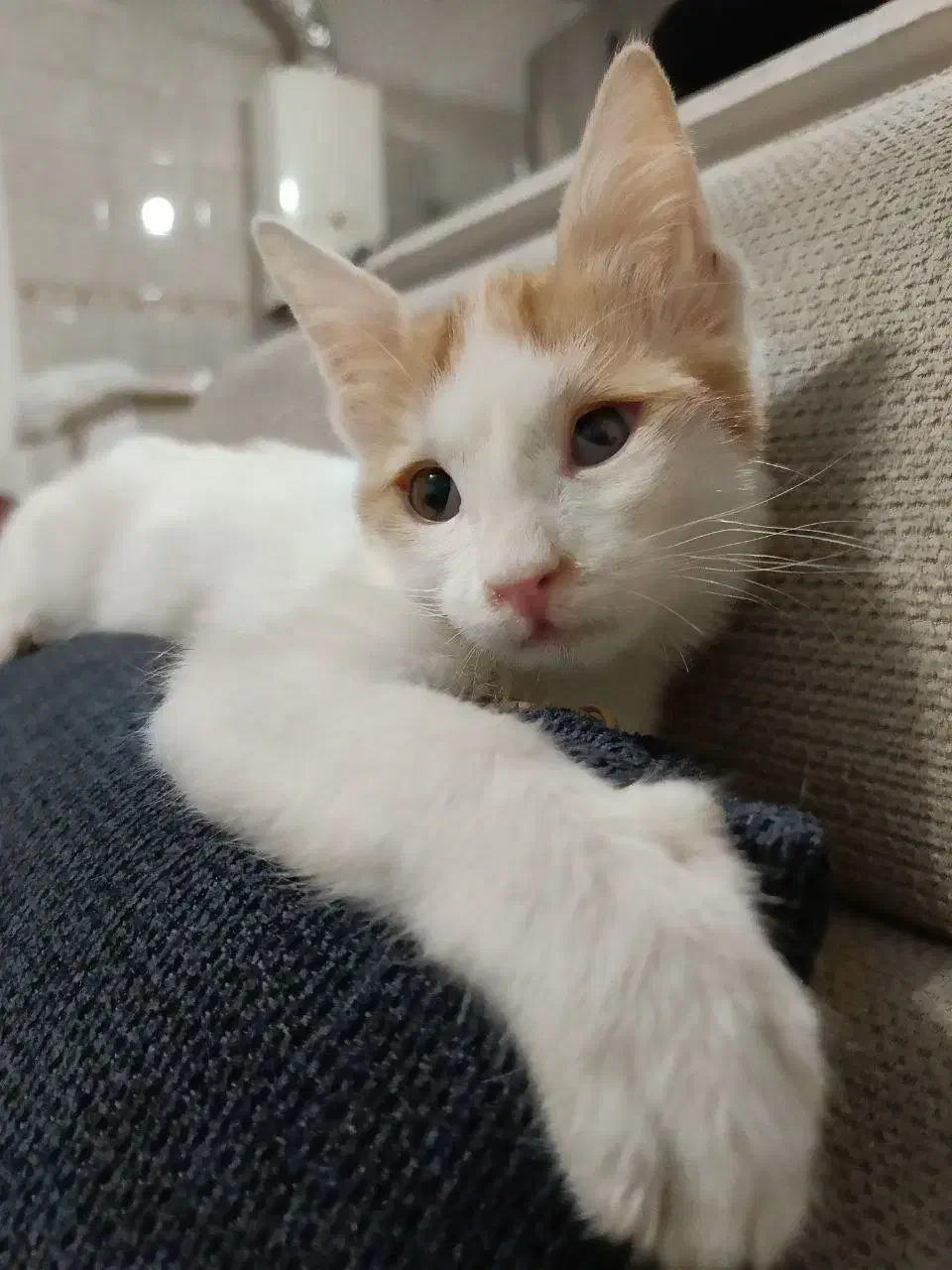 واگزاری گربه|گربه|تهران, امام زاده حسن|دیوار