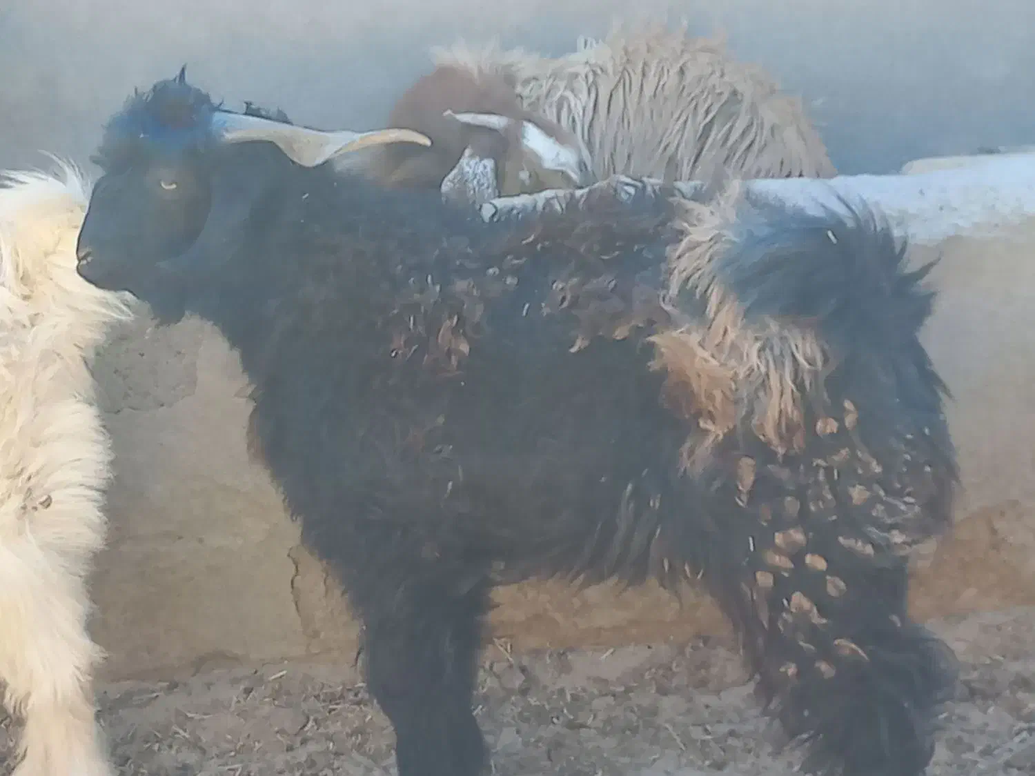 تگ شاد|حیوانات مزرعه|قرقری, |دیوار