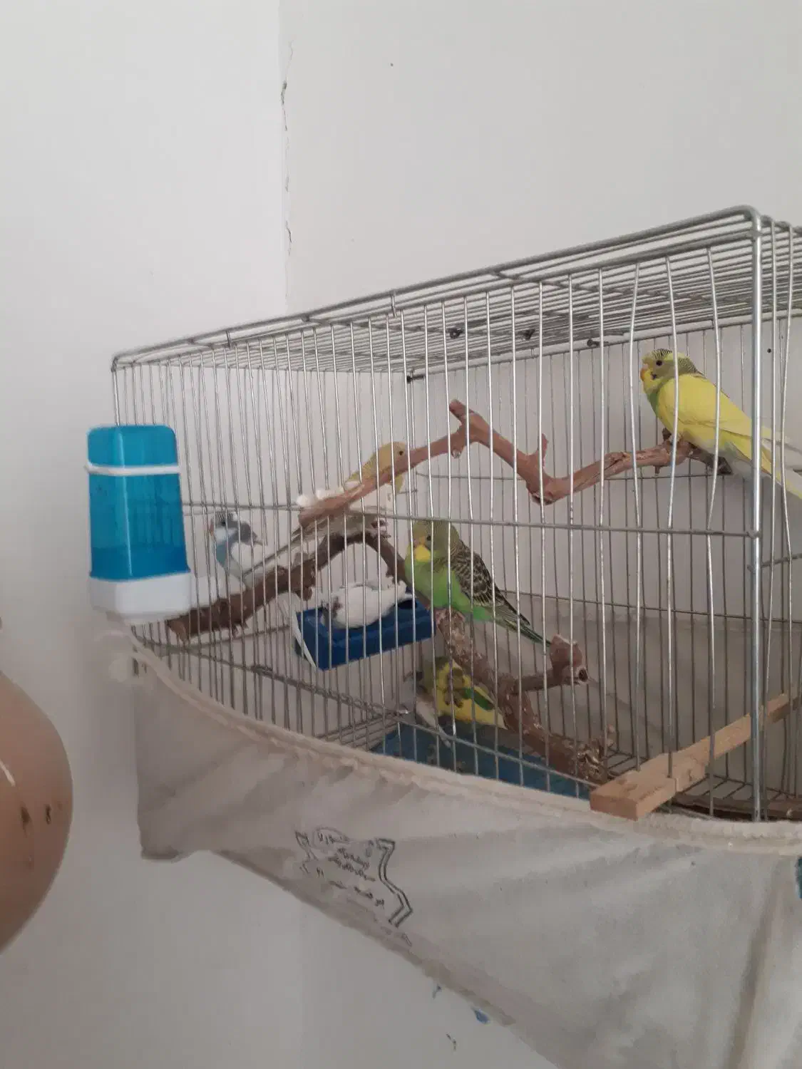 عروس ههلندی و مرغ عشق|پرنده|بیرجند, |دیوار