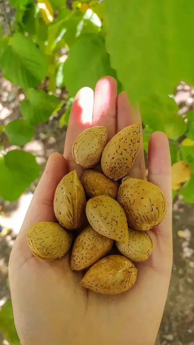 نهال بادام دیرگل زودبازده مخصوص|خدمات باغبانی و درختکاری|نیشابور, شهرک اندیشه|دیوار