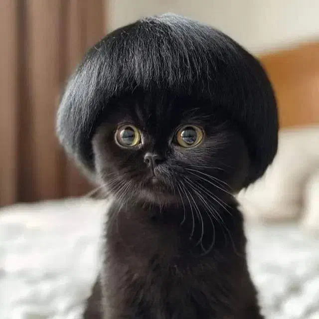 گربه توضیحات بخون|گربه|سنندج, |دیوار