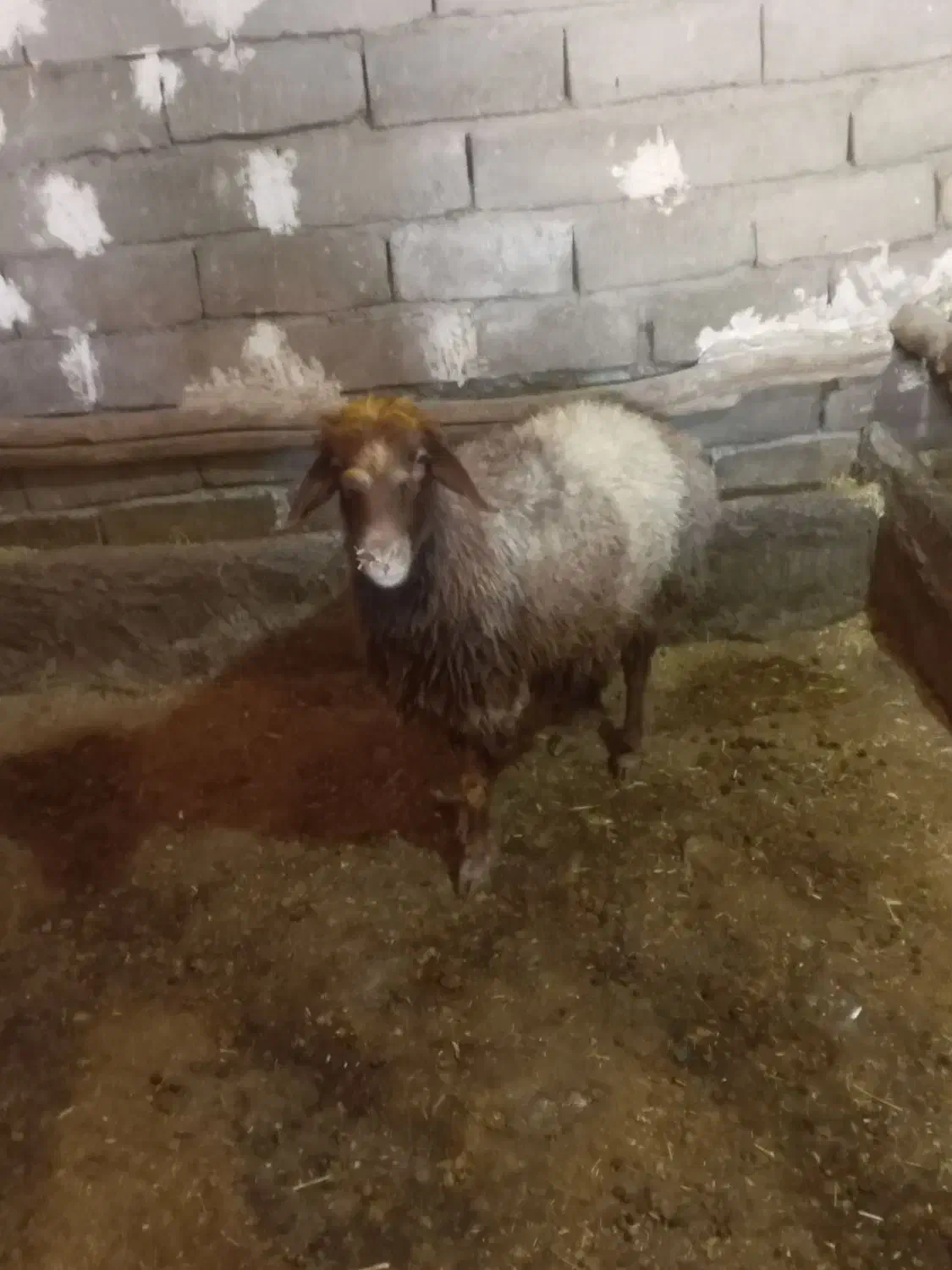 شیشک|حیوانات مزرعه|دورود, |دیوار